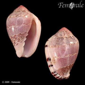 صورة Marginella pseudornata Bozzetti 1992