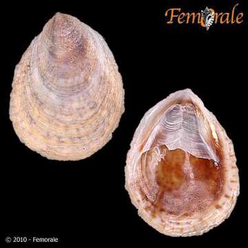 Слика од Crepidula excavata (Broderip 1834)