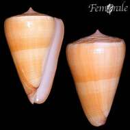 Image of cone snails