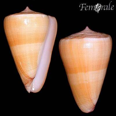 Image of cone snails