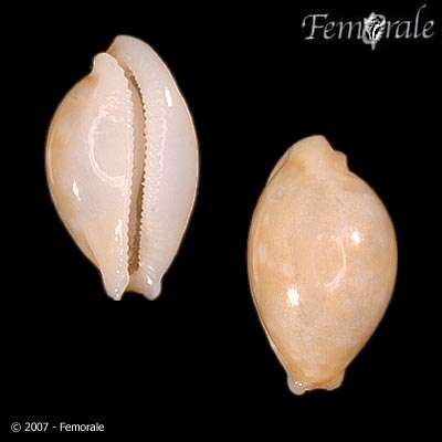 Image of Cryptocypraea Meyer 2003