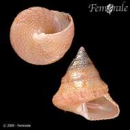 صورة Calliostomatidae Thiele 1924