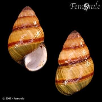 Image of Achatinella