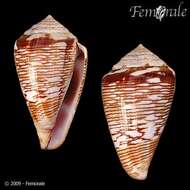 Image de Conus crotchii Reeve 1849