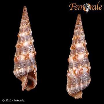 Image of Needle Whelks