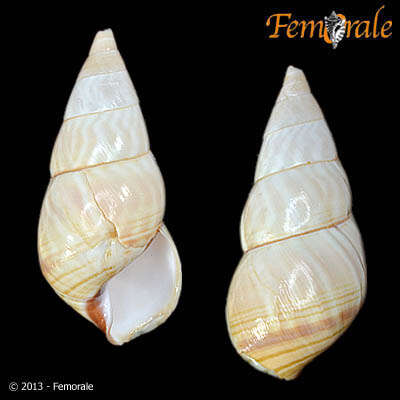 Image of Orthalicidae