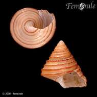 Image of Calliostoma fonki (Philippi 1860)