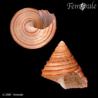 Image of Calliostoma fonki (Philippi 1860)