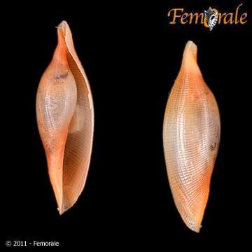 Image of Cymbovula C. N. Cate 1973