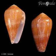 Image of cone snails