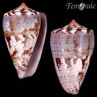 Image of Conus ziczac Megerle von Mühlfeld 1816