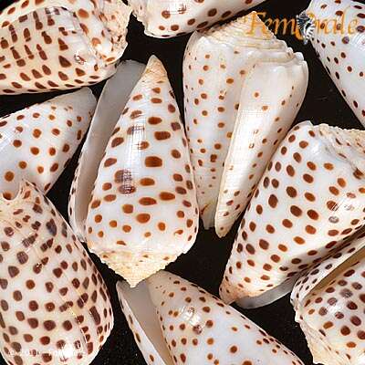 Image of cone snails