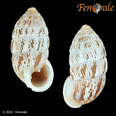 Image of Cerionidae