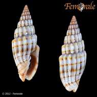 Vexillum intertaeniatum (G. B. Sowerby II 1874) resmi