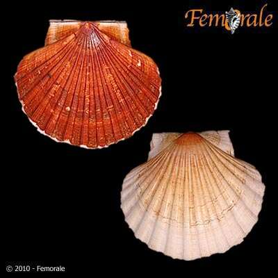 صورة Pecten O. F. Müller 1776