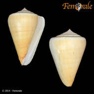 Image of cone snails