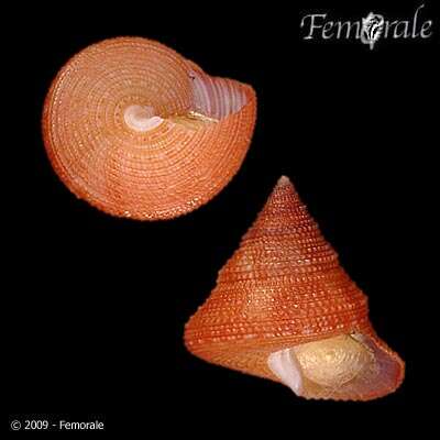 Слика од Calliostoma Swainson 1840