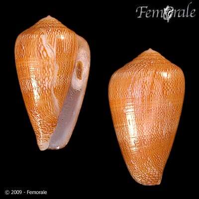 Image of cone snails