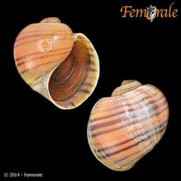 <i>Pomacea lineata</i> Spix 1827 resmi