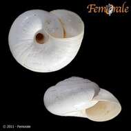 Image of Helicellidae