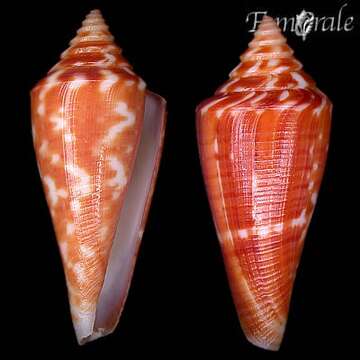 صورة Conus castaneus Kiener 1848