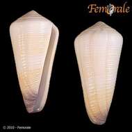 Image of cone snails