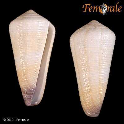 Image of cone snails