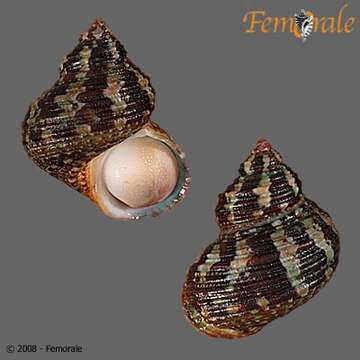 Image of turban snail