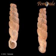 Image of Pseudogracilinenia Loosjes & Loosjes-van Bemmel 1984