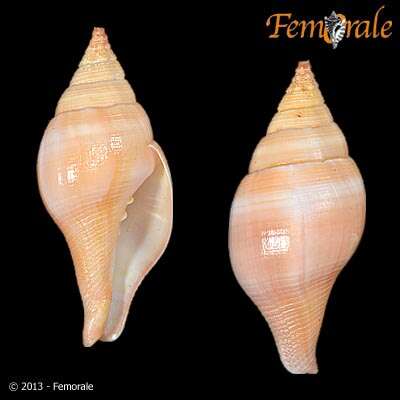 Image of Turbinellidae Swainson 1835