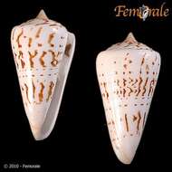 Image of cone snails