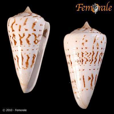 Image of cone snails