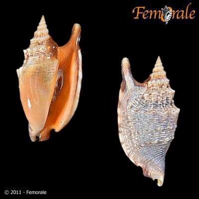 Image of Strombus Linnaeus 1758