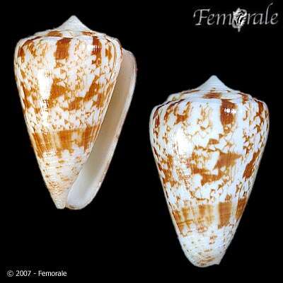 Image of cone snails