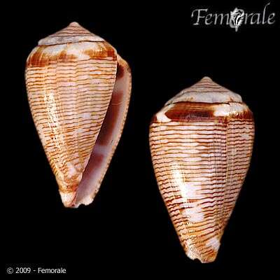 Image de Conus crotchii Reeve 1849