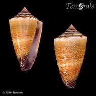 Image of cone snails