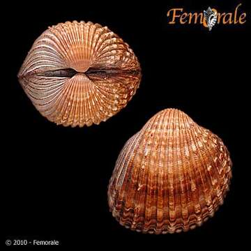 Image of Acanthocardia Gray 1851