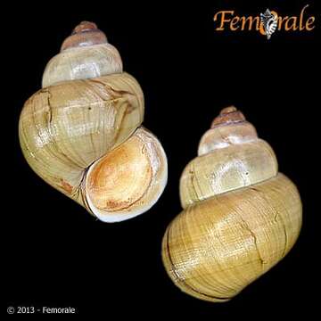 Image of river snails