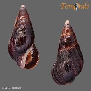 Image of Melanopsidae