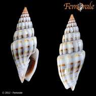 Vexillum intertaeniatum (G. B. Sowerby II 1874) resmi