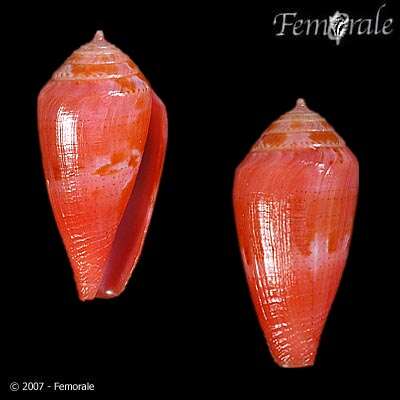 Image of Conus corallinus Kiener 1847