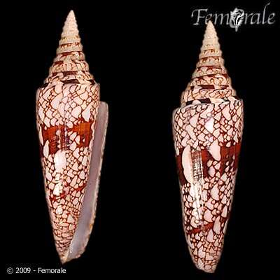 Image of cone snails