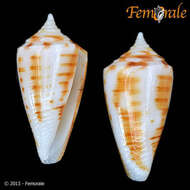 Image of cone snails