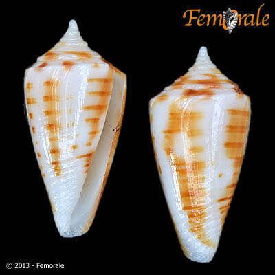 Image of cone snails