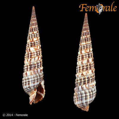 Image of Needle Whelks