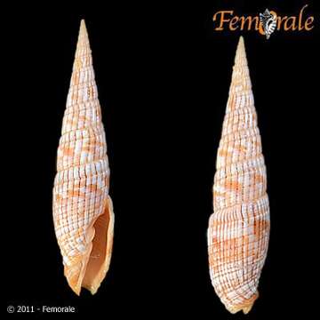 Image of Turbinelloidea Rafinesque 1815