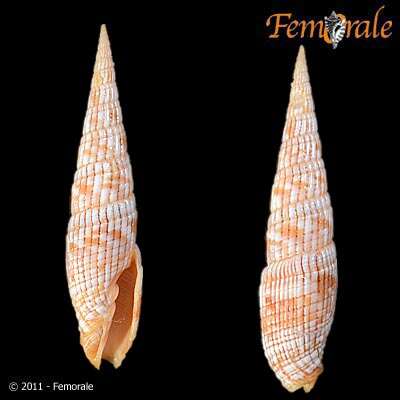 Image of Turbinelloidea Rafinesque 1815