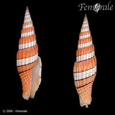 Image of Turbinelloidea Rafinesque 1815