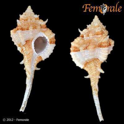 Image of Haustellum rubidus panamicus (Petuch 1990)