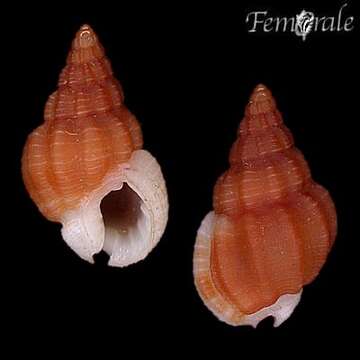 Image of nassa mud snails